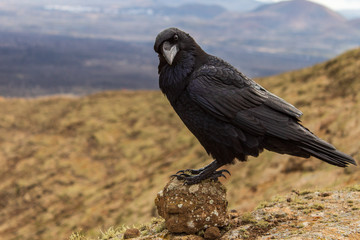 Black raven (Corvus corax) perched on a round volcanic rock looking curious in a blurred volcano landscape.