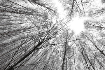 black and white trees silhouettes
