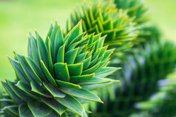 Closeup of a green Monkey Puzzle tree branch (Araucaria araucana). 