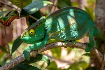 Papier Peint photo Lavable Caméléon A chameleon species that is endemic to wild nature Madagascar