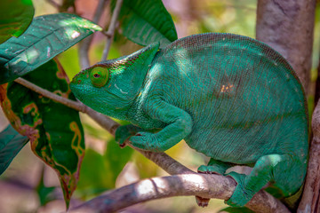A chameleon species that is endemic to wild nature Madagascar