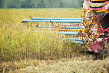 Combine Harvesting Harvesting Large (Rice) Harvest