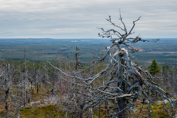 Wood goblin in the wasteland on the top of the mountain.  Russia. Karelia. Vottovaara mountain...