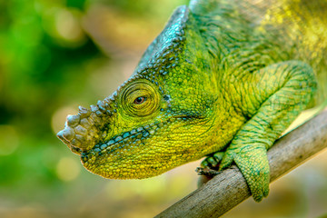 A chameleon species that is endemic to wild nature Madagascar
