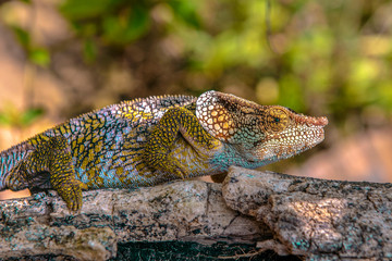 A chameleon species that is endemic to wild nature Madagascar