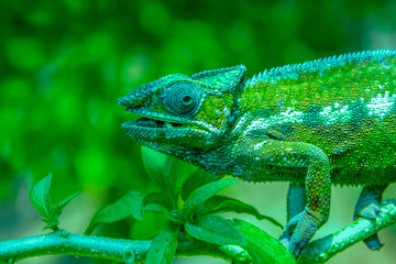 A chameleon species that is endemic to wild nature Madagascar