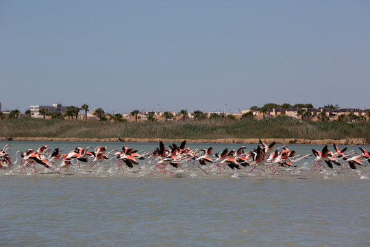 Flamencos en el delta del ebro