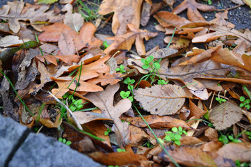 autumn leaves on the ground