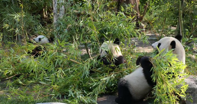 Giant panda family eating bamboo
