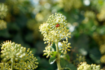 Ladybug on a branch of angelica