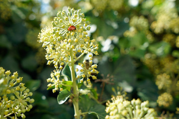 Ladybug and wasp on a branch of angelica