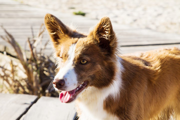 golden border collie dog on the catwalk on the beach