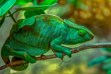 A chameleon species that is endemic to wild nature Madagascar