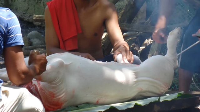 Swine's carcass cleaned with boiling water
