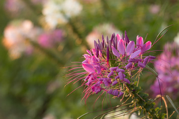 Spider flowers or CLEOME SPINOSA LINN are bllooming on flare from sun rise time in autumn