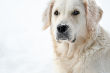 Golden Retriever im Winter