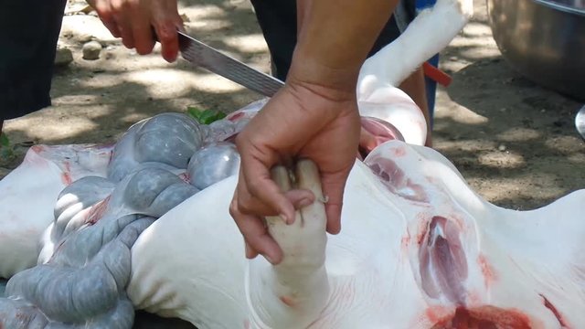 swine's internal organs removed