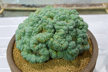 Lophophora sp. forma cristata Cactus planted on pot the popular cultivated as an ornamental plant interior in house and office business