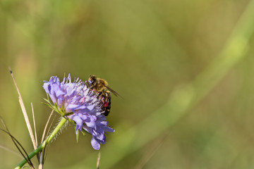 Bee sitting on purple blossom and blurred background