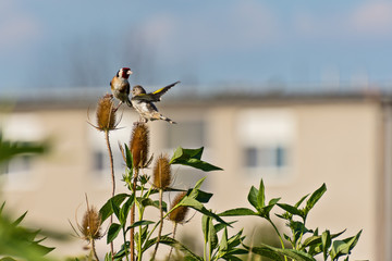 two goldfinch - Carduelis carduelis sitting on barbed plant