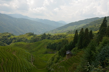 Fototapeta na wymiar Views of green terraced fields, (Dragon's Backbone) China