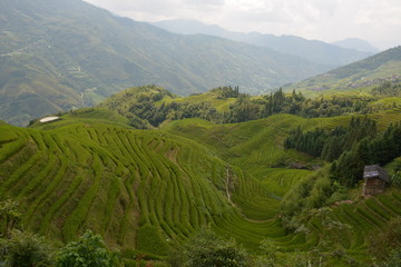 Views of green terraced fields, (Dragon's Backbone) China