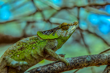 A chameleon species that is endemic to wild nature Madagascar