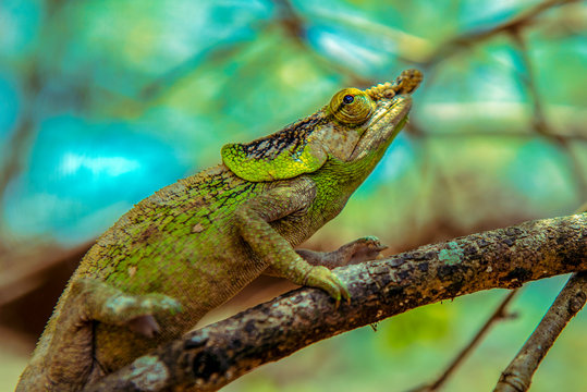 A chameleon species that is endemic to wild nature Madagascar