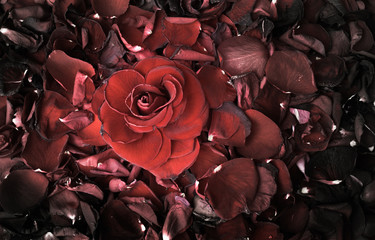 Top view of a colorful rose bud lying amidst fading and blackened rose petals symbolizing resistance to massive infection, contamination. Conceptual, texture, background, wallpaper image in dim light.