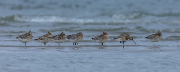 grünschenkel an der ostsee