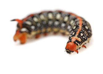 Hornworm caterpillar on white