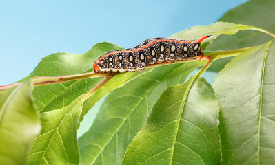 Caterpillar with red horn on tree