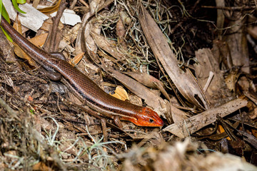 Broadhead Skink