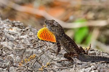 Brown anole