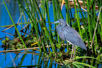 Tricolored heron