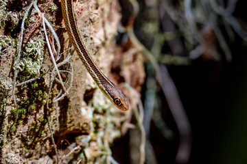 Peninsula Ribbon Snake