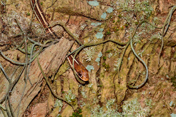 Peninsula Ribbon Snake