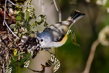 Tufted Titmouse