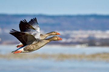 Greylag goose couple