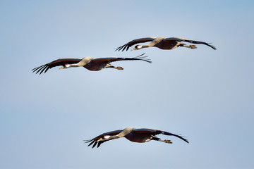 Fototapeta na wymiar Eurasian crane
