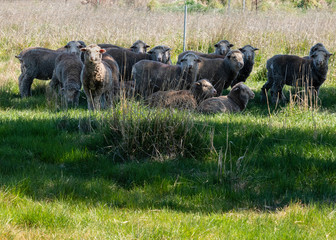 Sheep in the Grass