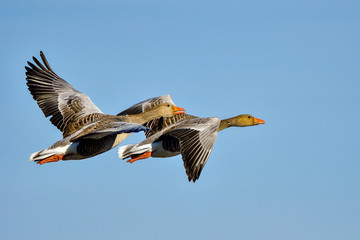 Greylag goose