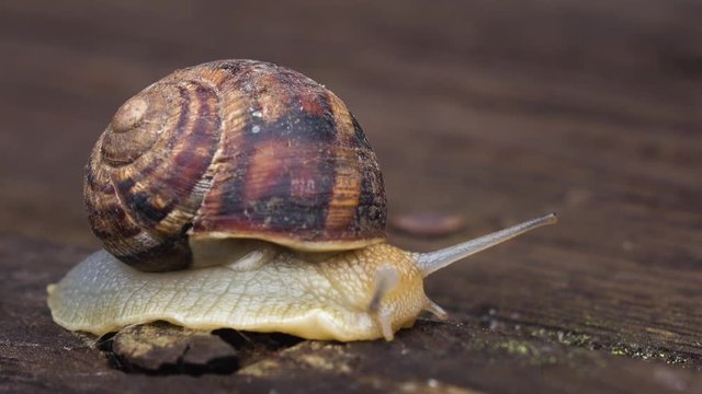 Macro of beautiful snail crawling in nature. Close up