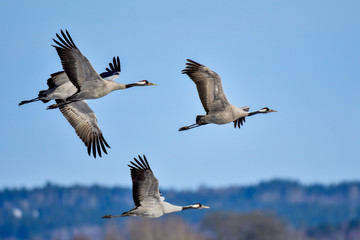 Eurasian crane