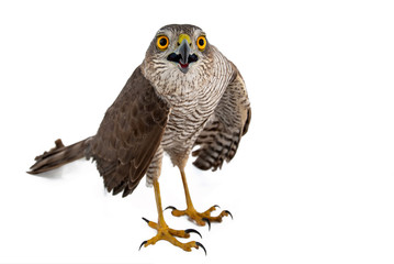 Birds of prey - Eurasian Sparrowhawk (Accipiter nisus) female. Isolated on white