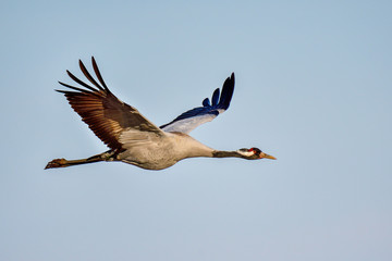 Eurasian crane