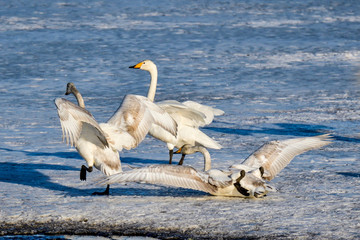 Whooper swan