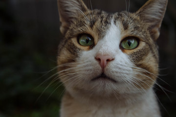 Portrait of a curious cat with green eyes close-up on a blurry background with green plants, pet concept, care, feeding and treatment