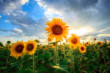 tournesols de Valensole