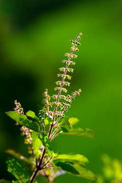 Holy basil and flower on green background